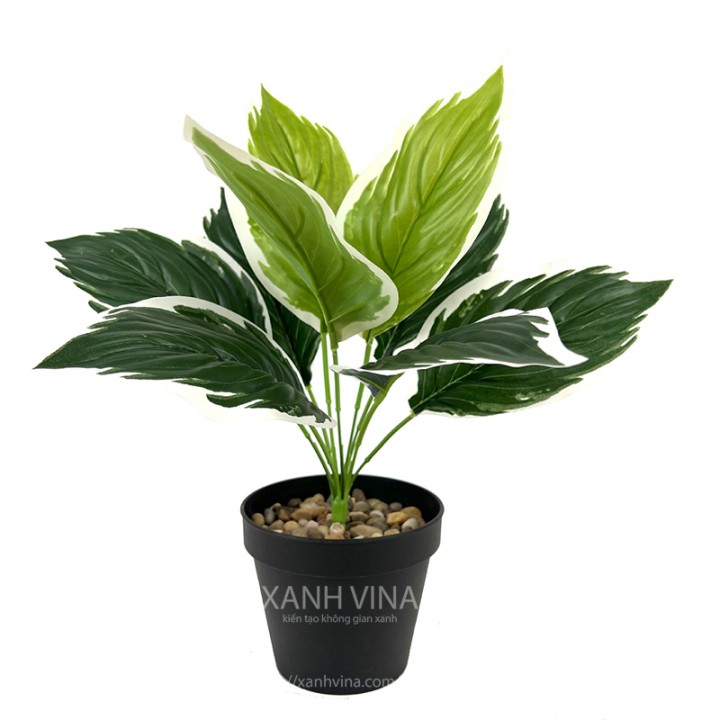 Cây giả để bàn cao 35cm _  viền trắng